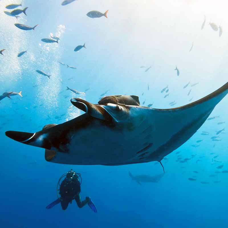 dive holidays fiji