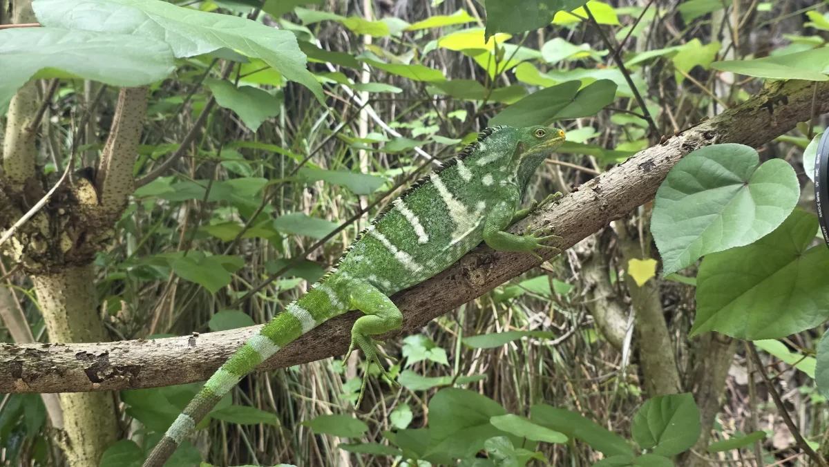 Fijian crested iguana conserved at Six Senses Fiji
