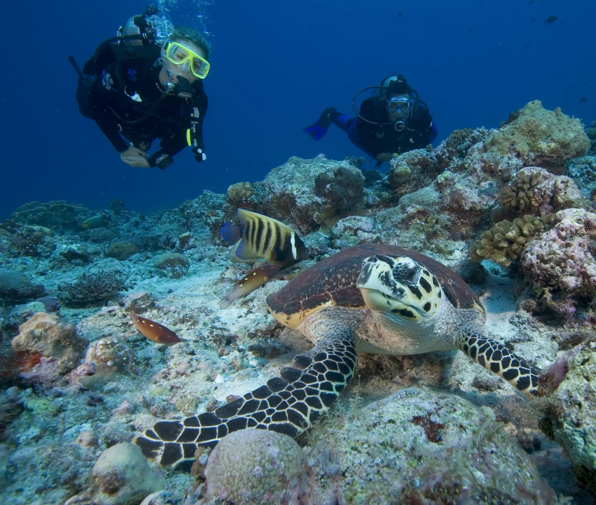 Divers swimming with a sea turtle near Six Senses Fiji